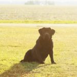 Michigan Elite Labradors | bach