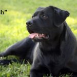 Michigan Elite Labradors | bach
