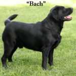 Michigan Elite Labradors | bach