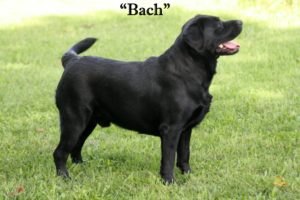 Michigan Elite Labradors | bach
